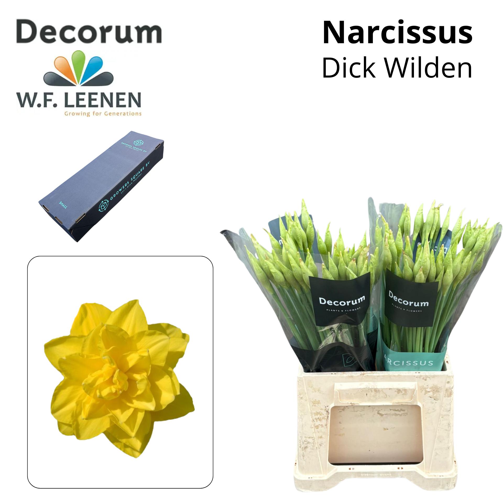 Срезанные цветы оптом Narcissus do dick wilden in box от 100шт из Голландии с доставкой по России