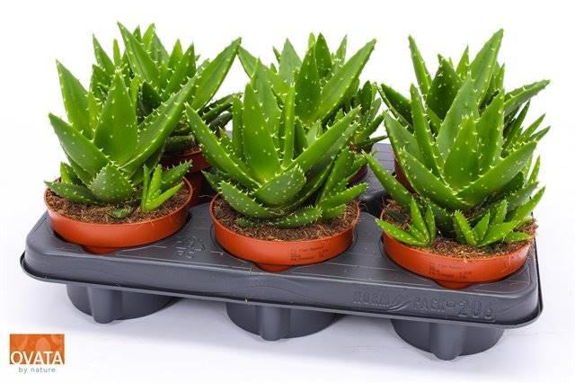 Горшечные цветы и растения оптом Aloe Mitriformis от 6шт из Голландии с доставкой по России