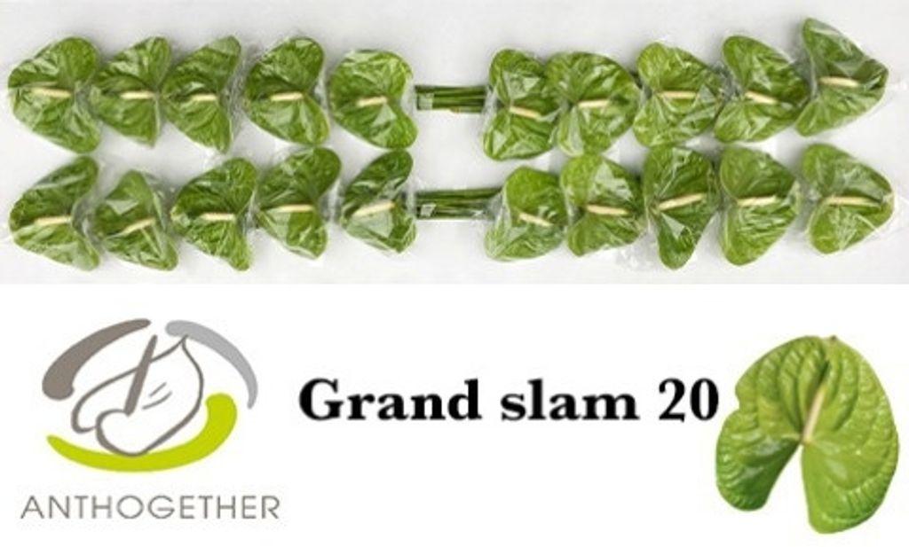 Срезанные цветы оптом Anthurium grand slam от 10шт. из Голландии с доставкой по России