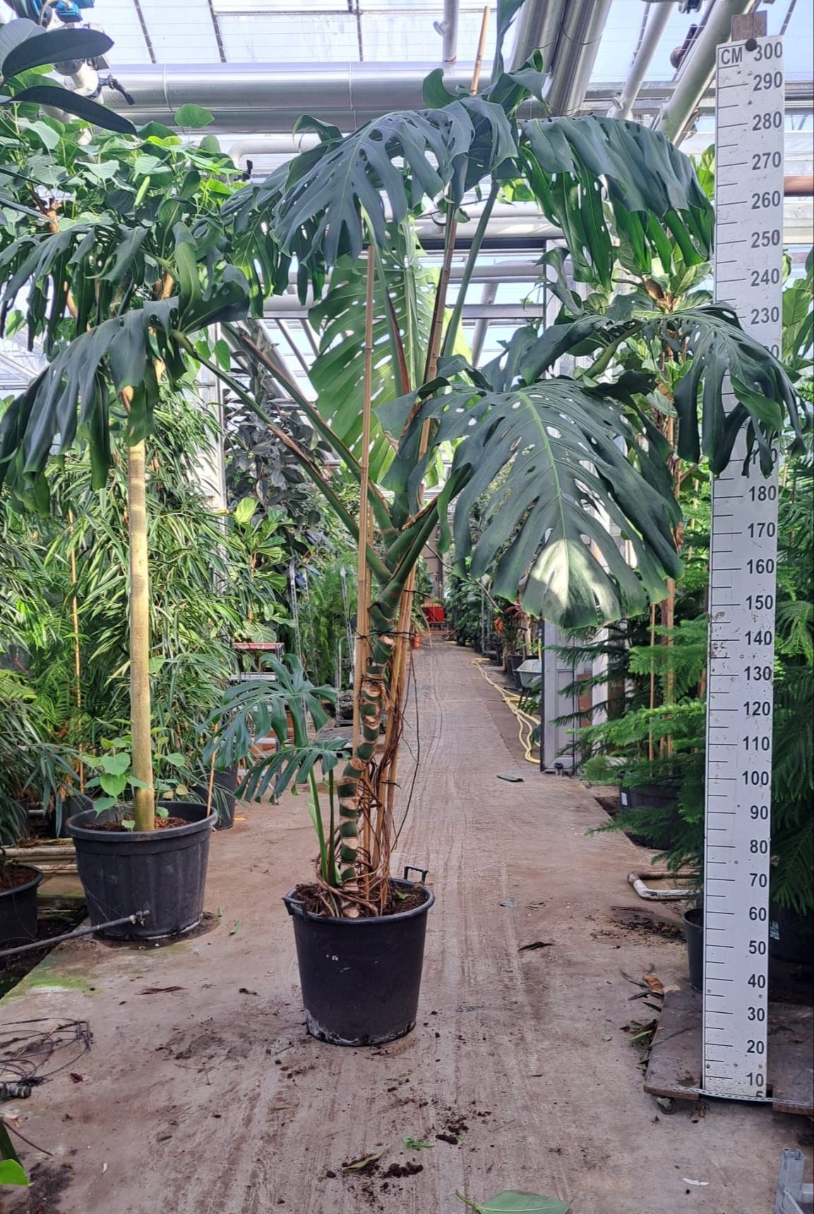 Горшечные цветы и растения оптом Monstera Deliciosa Big Xxl от 1шт из Голландии с доставкой по России