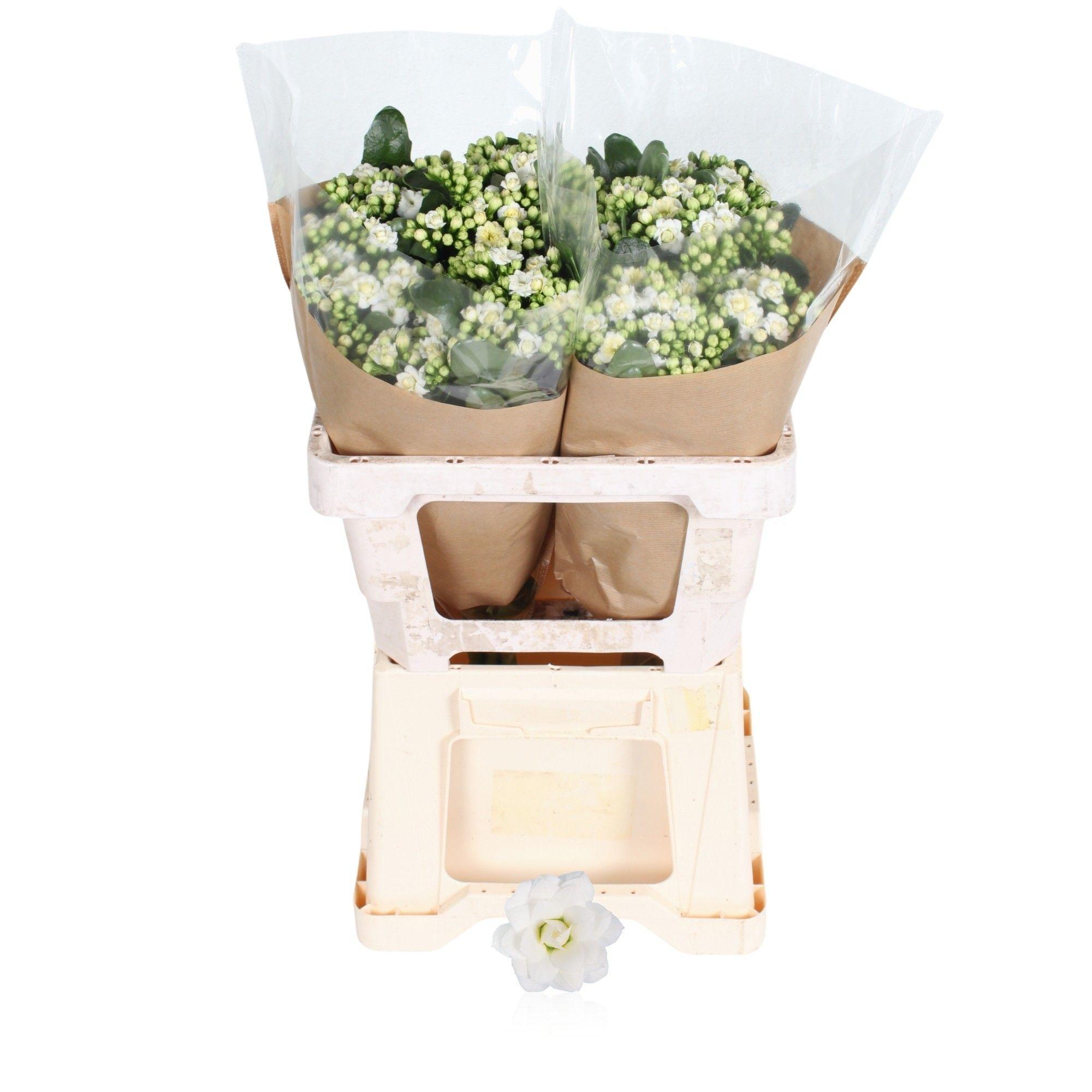 Срезанные цветы оптом Kalanchoe diamond white от 10шт из Голландии с доставкой по России