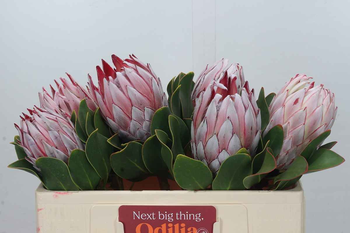 Срезанные цветы оптом Protea cynaroides (king) от 6шт из Голландии с доставкой по России