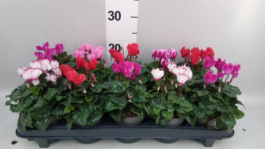 Горшечные цветы и растения оптом Cyclamen Kl verano от 10шт (для телеги) из Голландии с доставкой по России