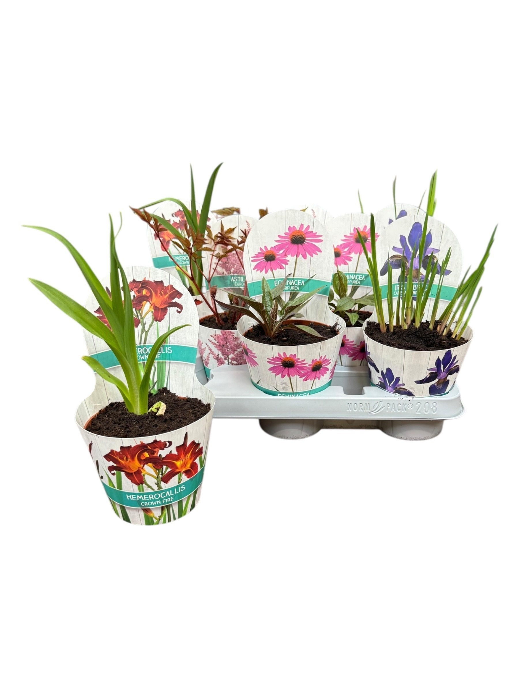 Горшечные цветы и растения оптом Vaste Planten Ov от 8шт из Голландии с доставкой по России