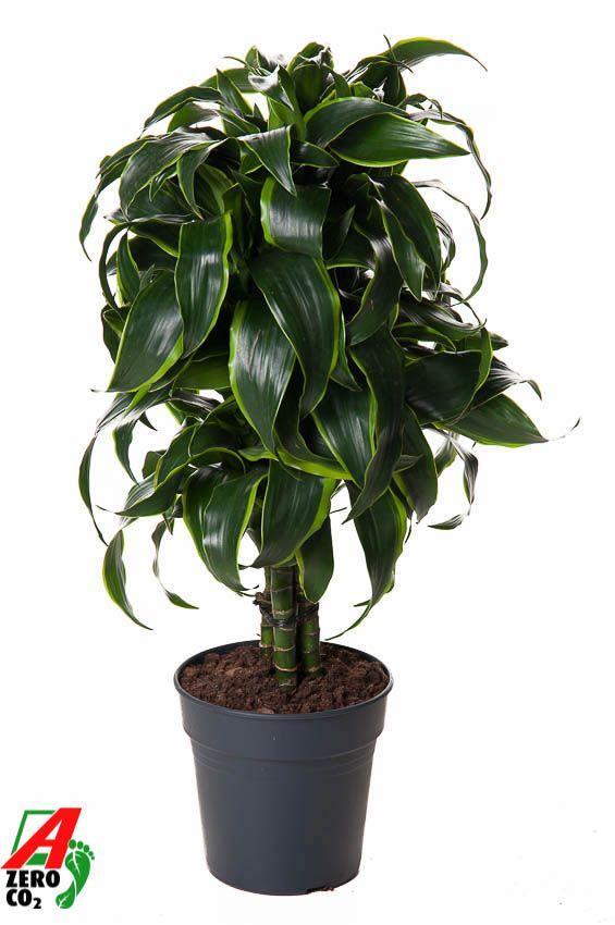 Горшечные цветы и растения оптом Drac Dorado Branched от 1шт из Голландии с доставкой по России