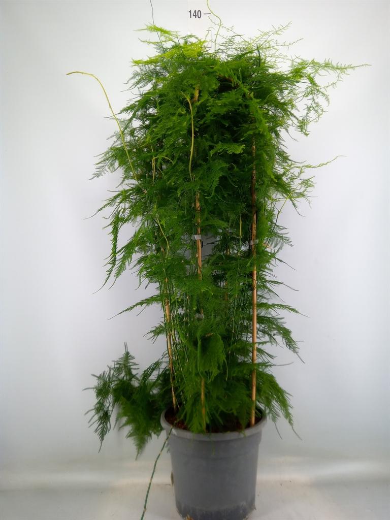 Горшечные цветы и растения оптом Asparagus Setaceus от 1шт из Голландии с доставкой по России