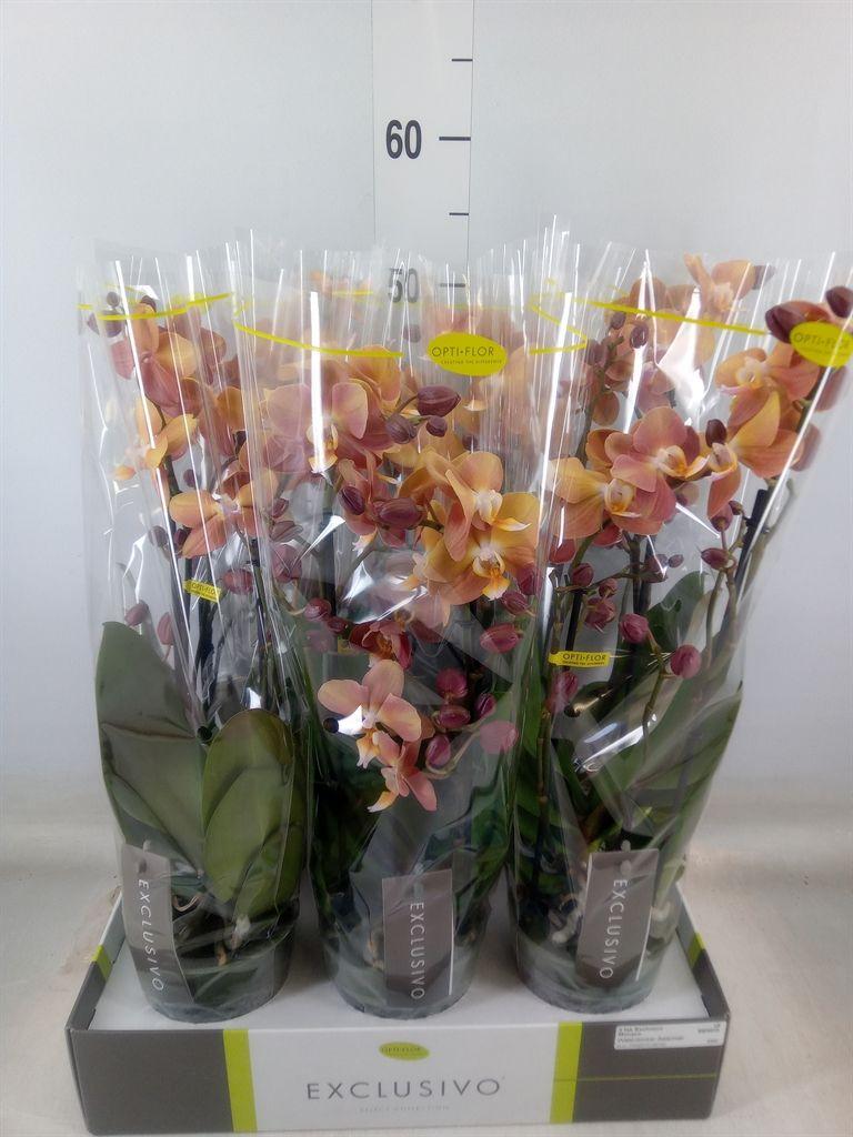 Горшечные цветы и растения оптом Phalaenopsis Multi.   ...orange от 6шт из Голландии с доставкой по России