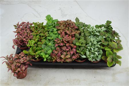 Горшечные цветы и растения оптом Fittonia Mix от 21шт (для телеги) из Голландии с доставкой по России