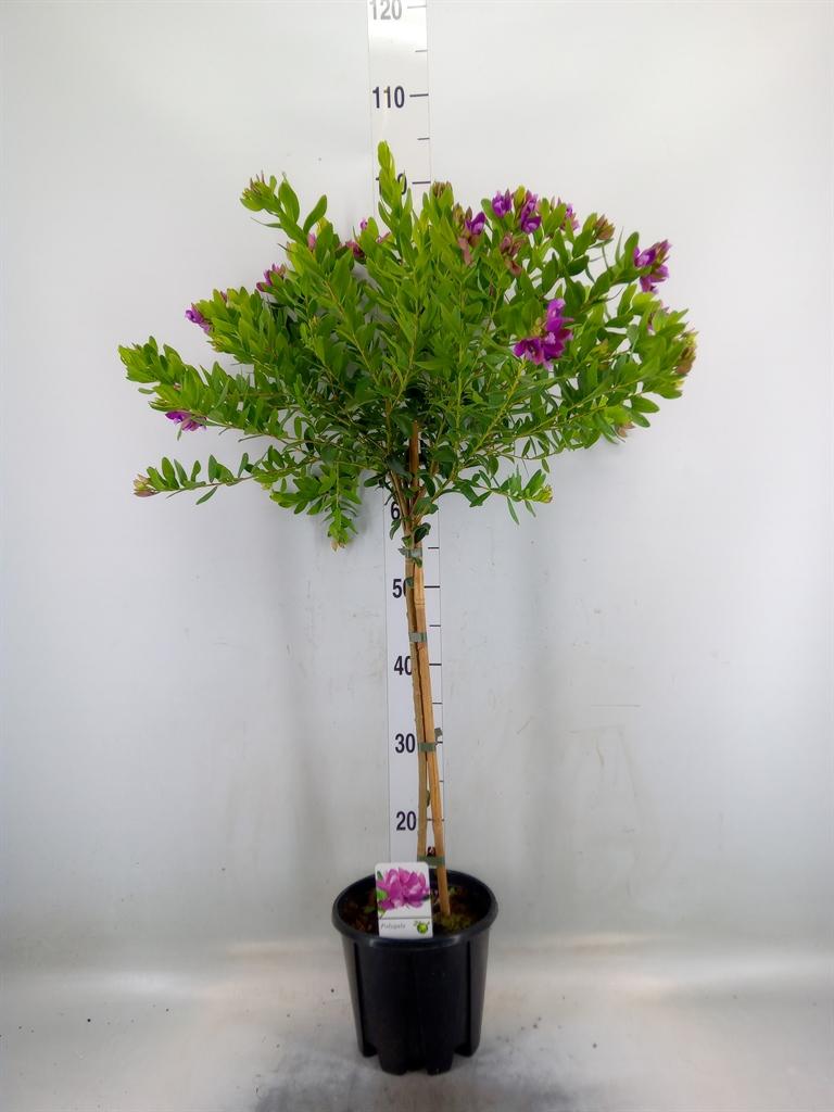 Горшечные цветы и растения оптом Polygala Myrtifolia от 1шт из Голландии с доставкой по России