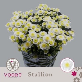 Срезанные цветы оптом Chrys sp stallion white от 80шт из Голландии с доставкой по России