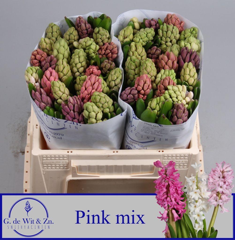 Срезанные цветы оптом Hyacinthus pink mix от 50шт из Голландии с доставкой по России