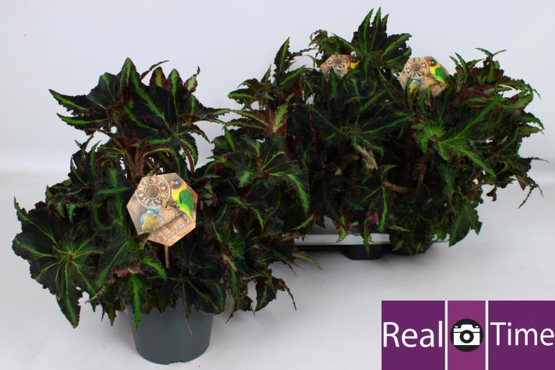 Горшечные цветы и растения оптом Beg M C Lion Dance от 3шт (для телеги) из Голландии с доставкой по России