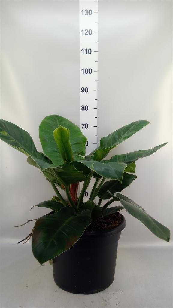 Горшечные цветы и растения оптом Philodendron imperial Green от 1шт из Голландии с доставкой по России