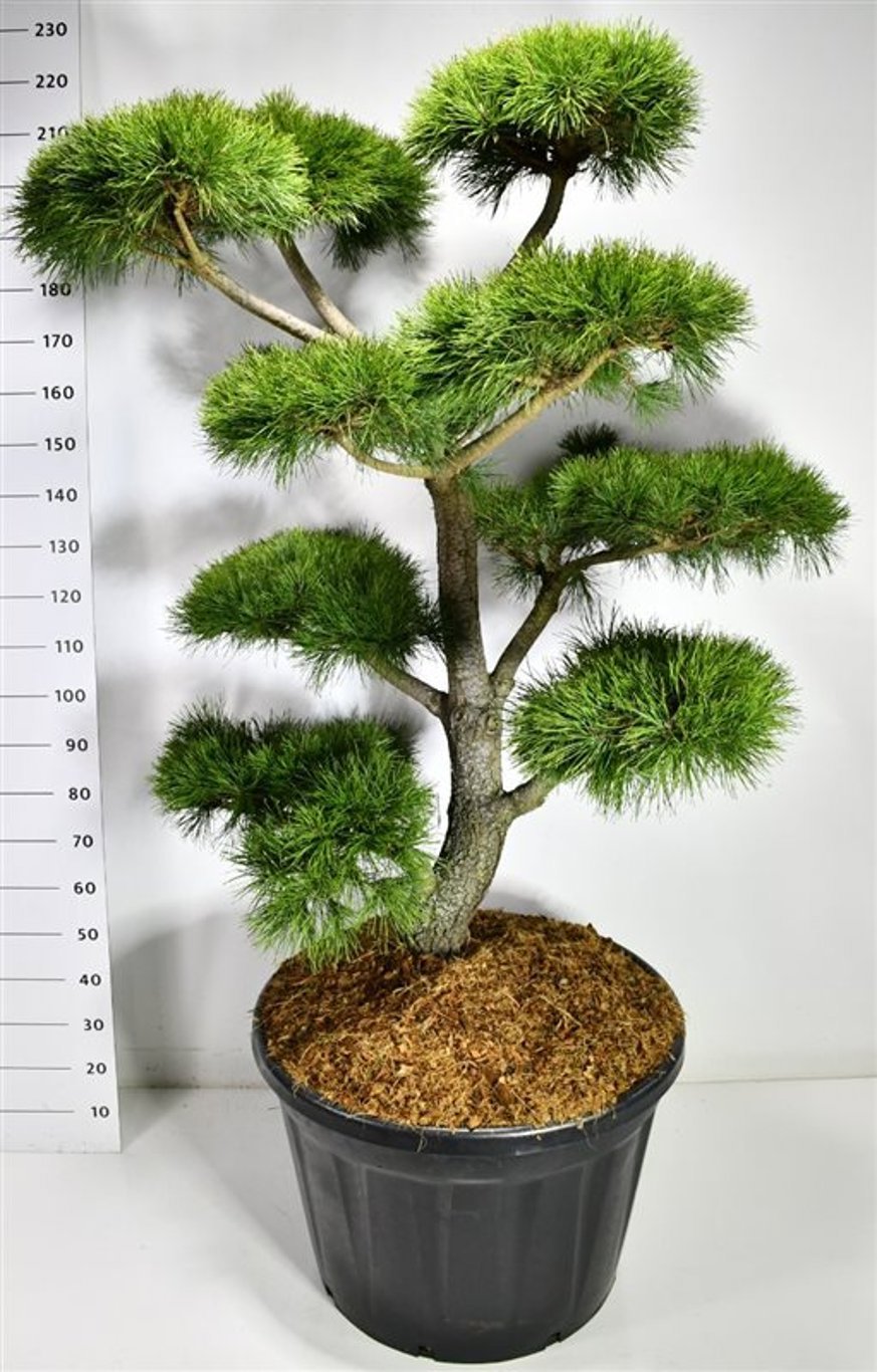 Горшечные цветы и растения оптом Pinus Contorta от 1шт из Голландии с доставкой по России