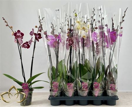 Горшечные цветы и растения оптом Phal Gem 2 Branches 18+ от 10шт из Голландии с доставкой по России