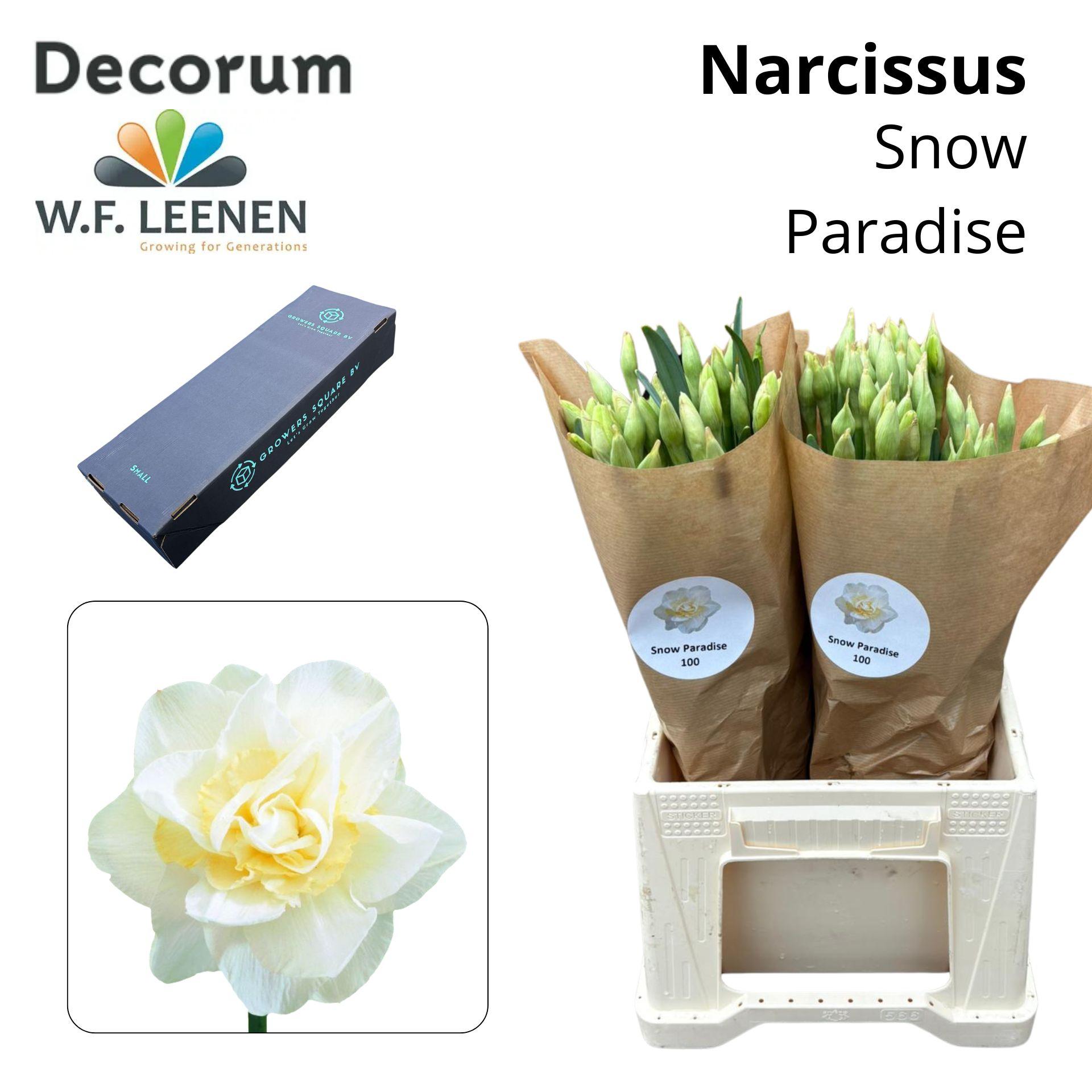 Срезанные цветы оптом Narcissus do snow paradise in box от 100шт из Голландии с доставкой по России