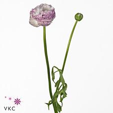 Срезанные цветы оптом Ranunculus aazur white striped от 50шт из Голландии с доставкой по России