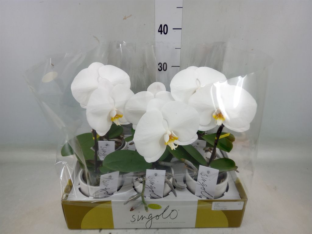 Горшечные цветы и растения оптом Phalaenopsis   ...white от 6шт из Голландии с доставкой по России