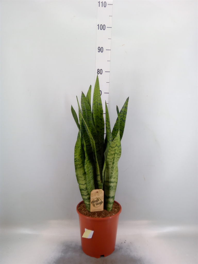 Горшечные цветы и растения оптом Sansevieria Zeylanica от 1шт из Голландии с доставкой по России