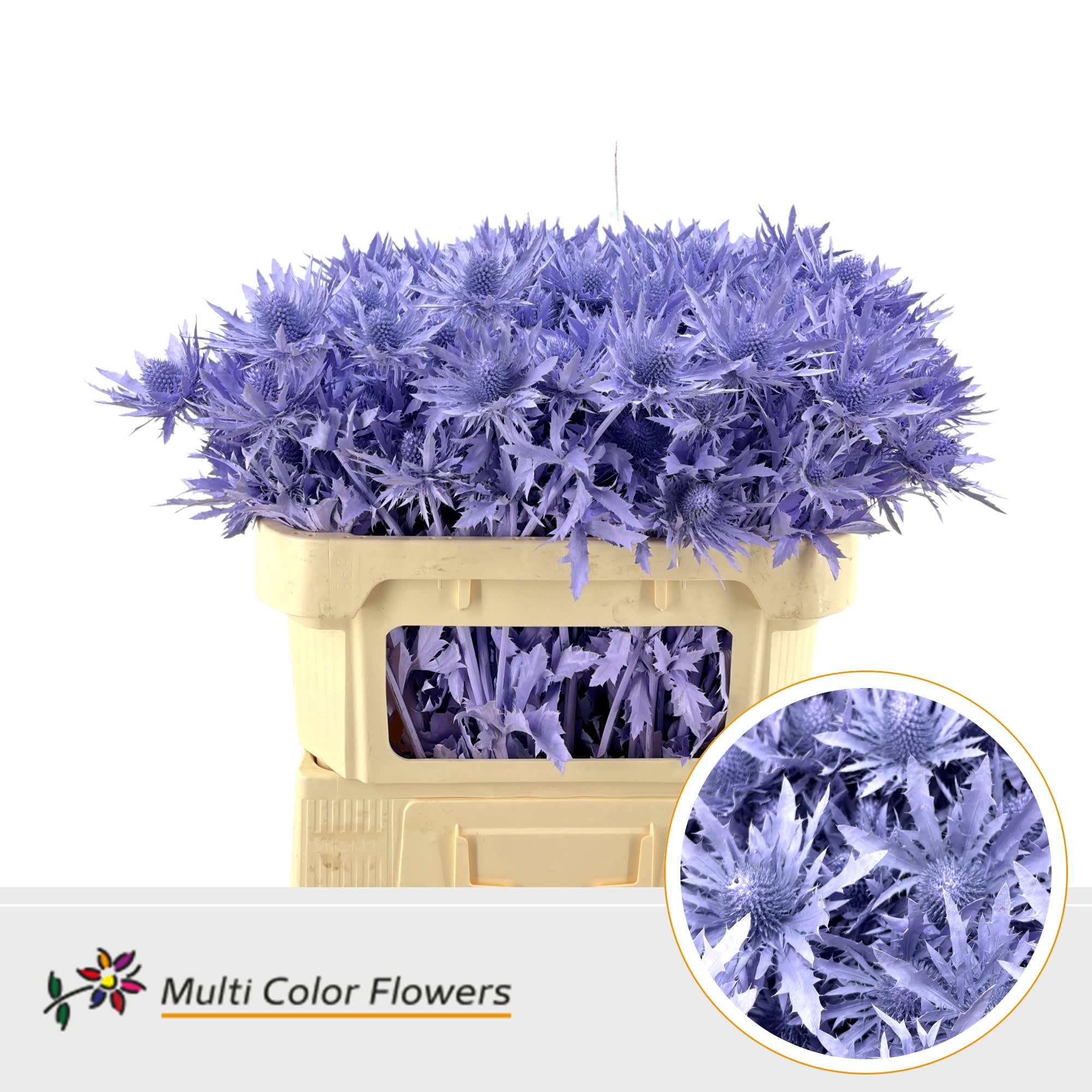 Срезанные цветы оптом Eryngium paint milka от 30шт из Голландии с доставкой по России