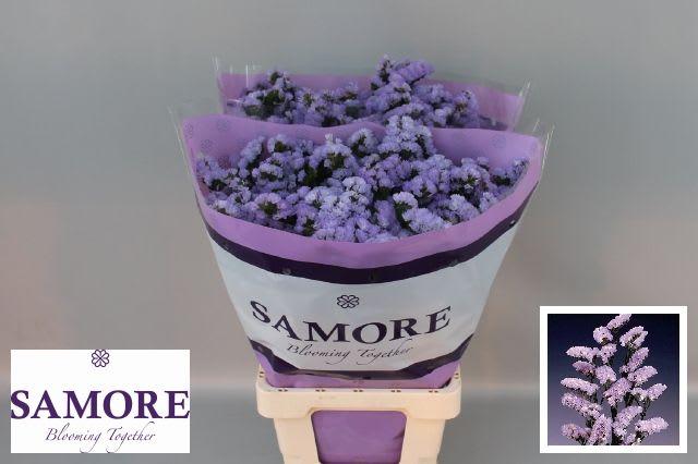 Срезанные цветы оптом Statice donau birds от 50шт из Голландии с доставкой по России