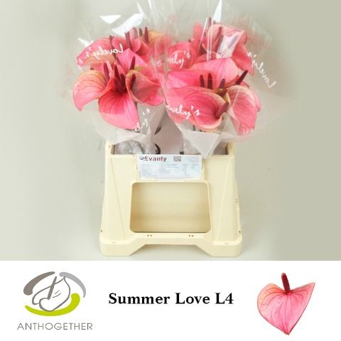 Срезанные цветы оптом Anthurium love summer от 40шт из Голландии с доставкой по России