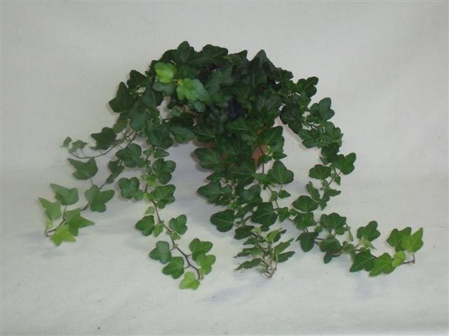 Горшечные цветы и растения оптом Hedera Hel. Wonder от 12шт из Голландии с доставкой по России