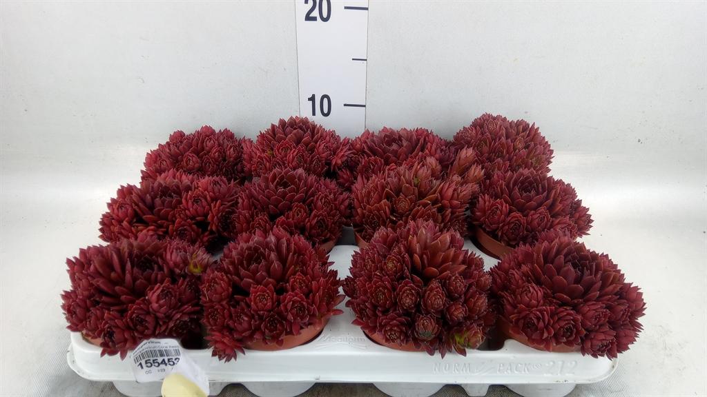 Горшечные цветы и растения оптом Sempervivum   ... от 12шт (для телеги) из Голландии с доставкой по России
