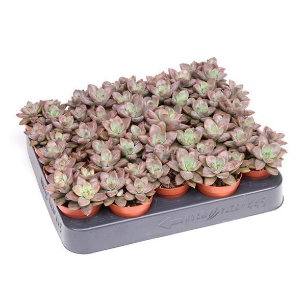 Горшечные цветы и растения оптом Echeveria Bordeaux Hard от 20шт из Голландии с доставкой по России