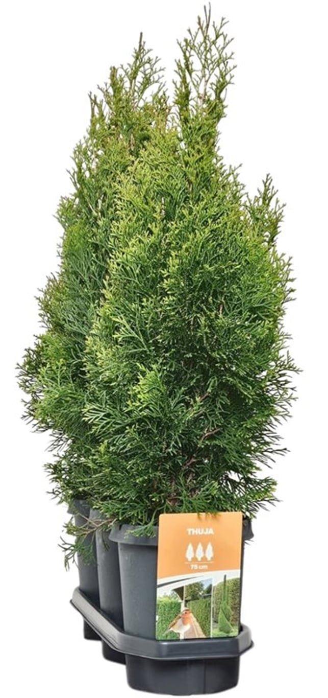 Горшечные цветы и растения оптом Thuja Occ Smaragd (hedgeline) от 3шт из Голландии с доставкой по России
