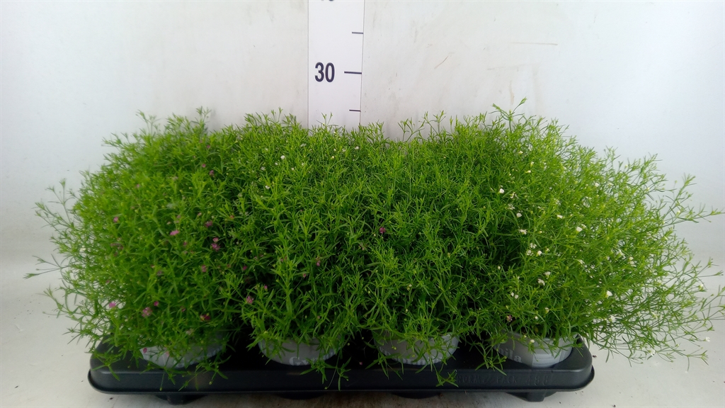 Горшечные цветы и растения оптом Gypsophila Muralis   ...mix /pot от 8шт из Голландии с доставкой по России