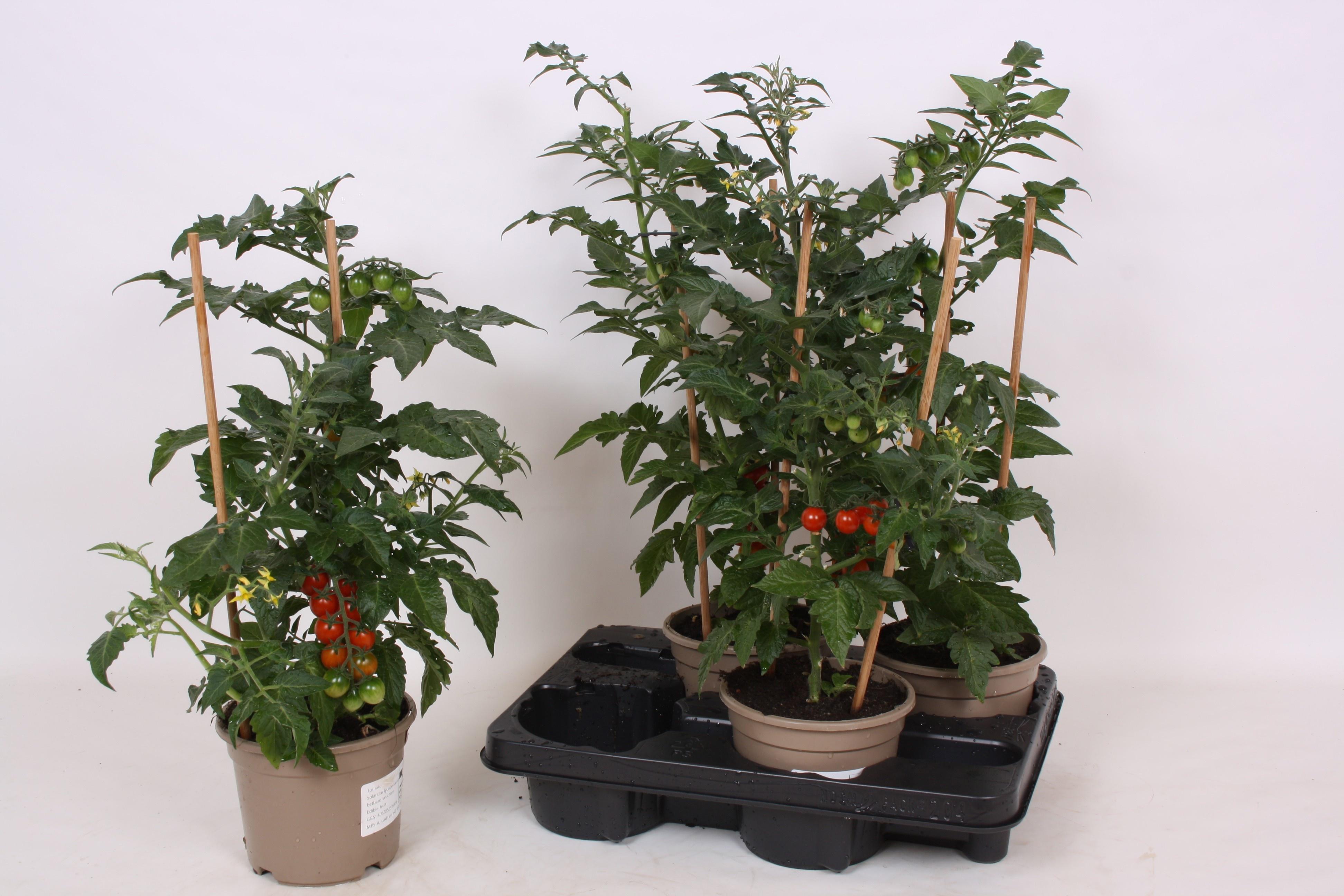 Горшечные цветы и растения оптом Tomatenplanten от 4шт из Голландии с доставкой по России