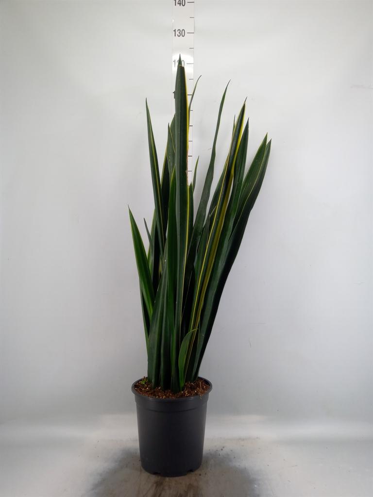 Горшечные цветы и растения оптом Sansevieria   ... от 1шт из Голландии с доставкой по России