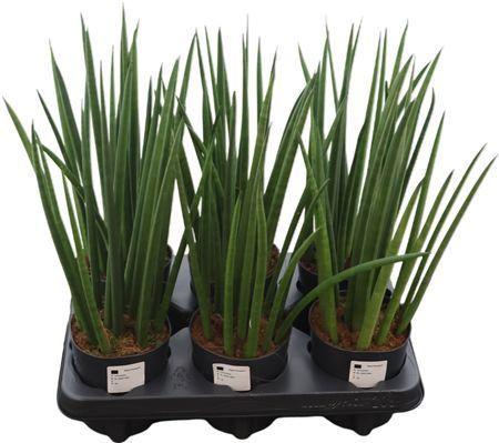 Горшечные цветы и растения оптом Sansev Cy Mikado от 6шт из Голландии с доставкой по России