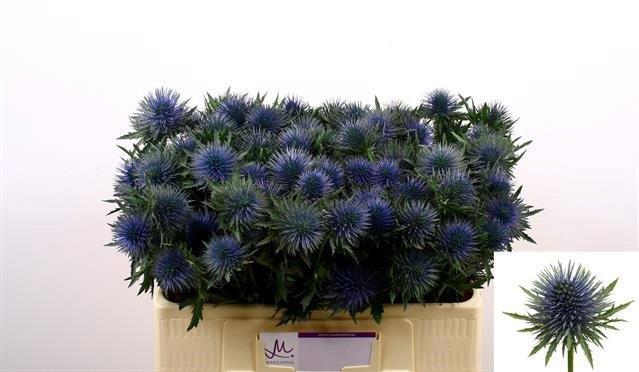 Срезанные цветы оптом Eryngium magnetar от 60шт из Голландии с доставкой по России