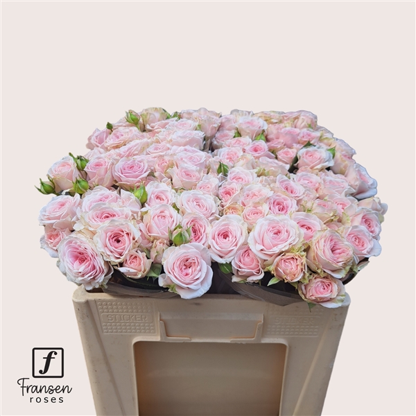 Срезанные цветы оптом Rosa spray rosa loves me with fatal attraction от 40шт из Голландии с доставкой по России