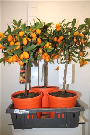 Горшечные цветы и растения оптом Citr Margarita 10+ от 3шт (для телеги) из Голландии с доставкой по России