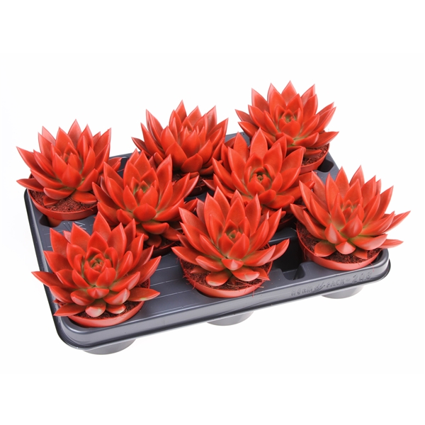 Горшечные цветы и растения оптом Echeveria Rainbow Red от 8шт из Голландии с доставкой по России