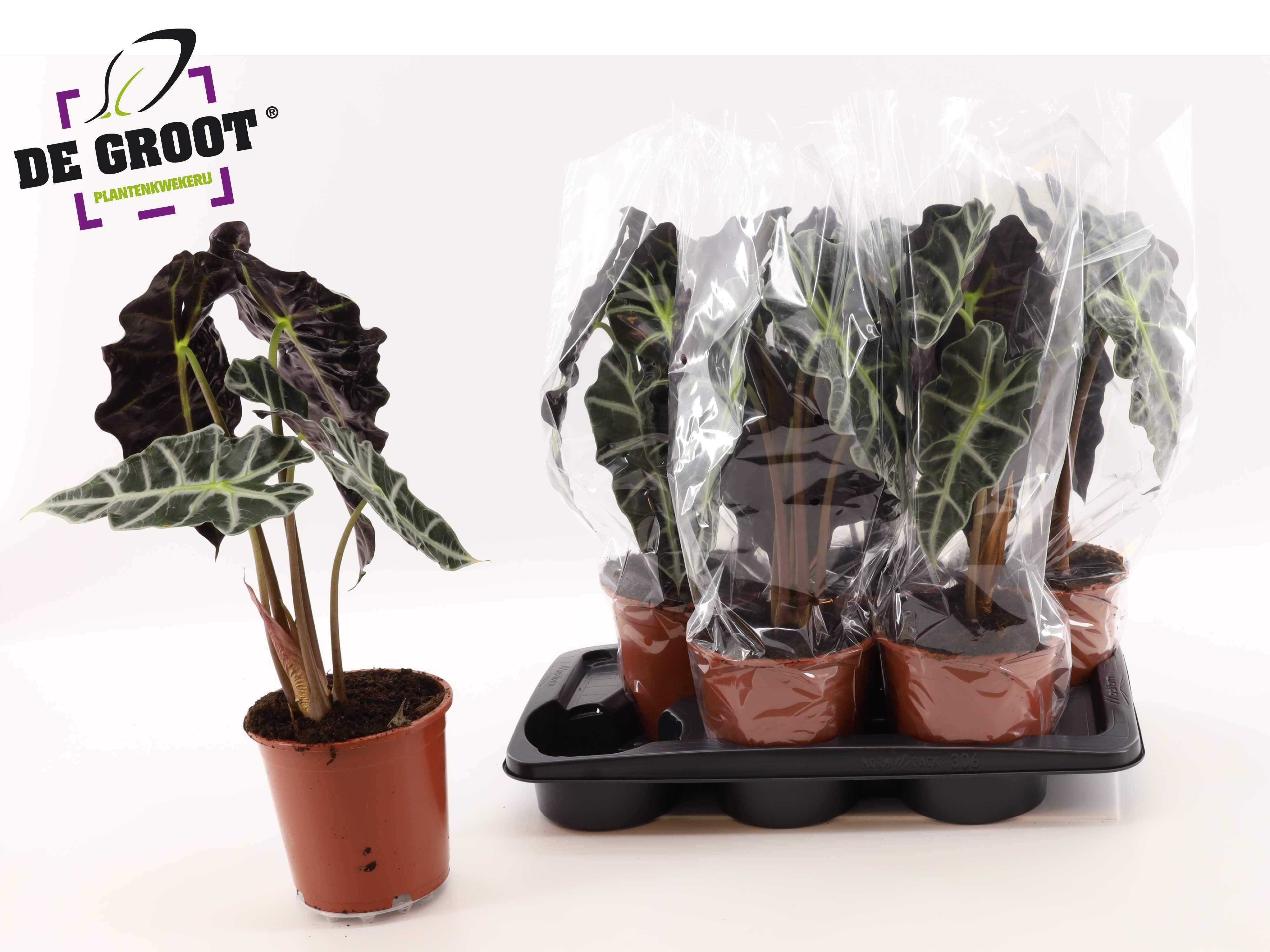 Горшечные цветы и растения оптом Aloc Polly от 6шт (для телеги) из Голландии с доставкой по России