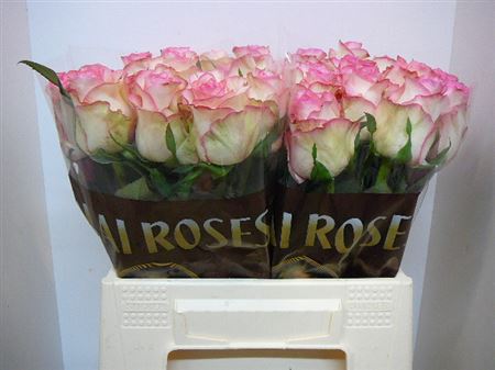 Срезанные цветы оптом Rosa large jumilia от 260шт из Голландии с доставкой по России