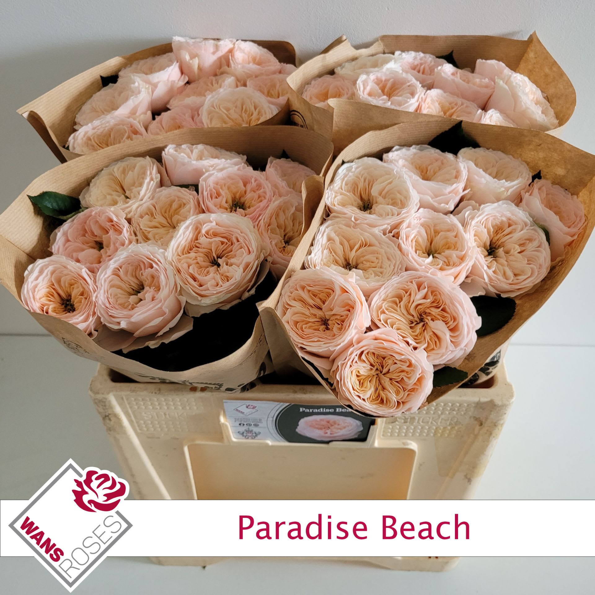 Срезанные цветы оптом Rosa garden paradise beach от 40шт из Голландии с доставкой по России