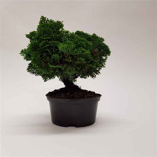 Горшечные цветы и растения оптом Bonsai Chamaecyparis Teeltpot от 7шт из Голландии с доставкой по России