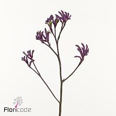 Срезанные цветы оптом Anigozanthos bush merlot от 60шт из Голландии с доставкой по России