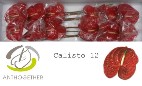 Срезанные цветы оптом Anthurium calisto от 12шт из Голландии с доставкой по России