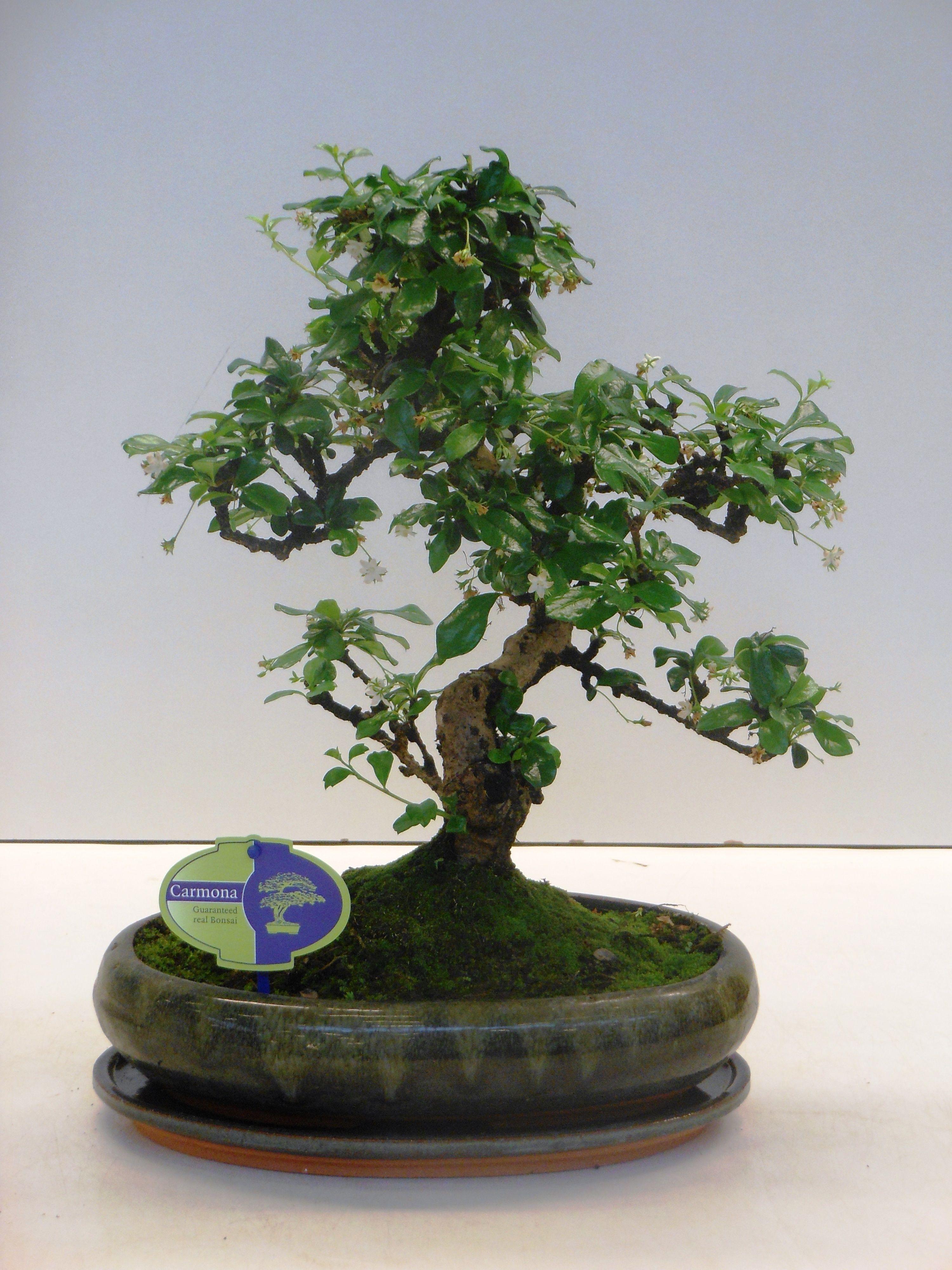 Горшечные цветы и растения оптом Bonsai Carmona Macrophylla, With Ddrip от 2шт из Голландии с доставкой по России