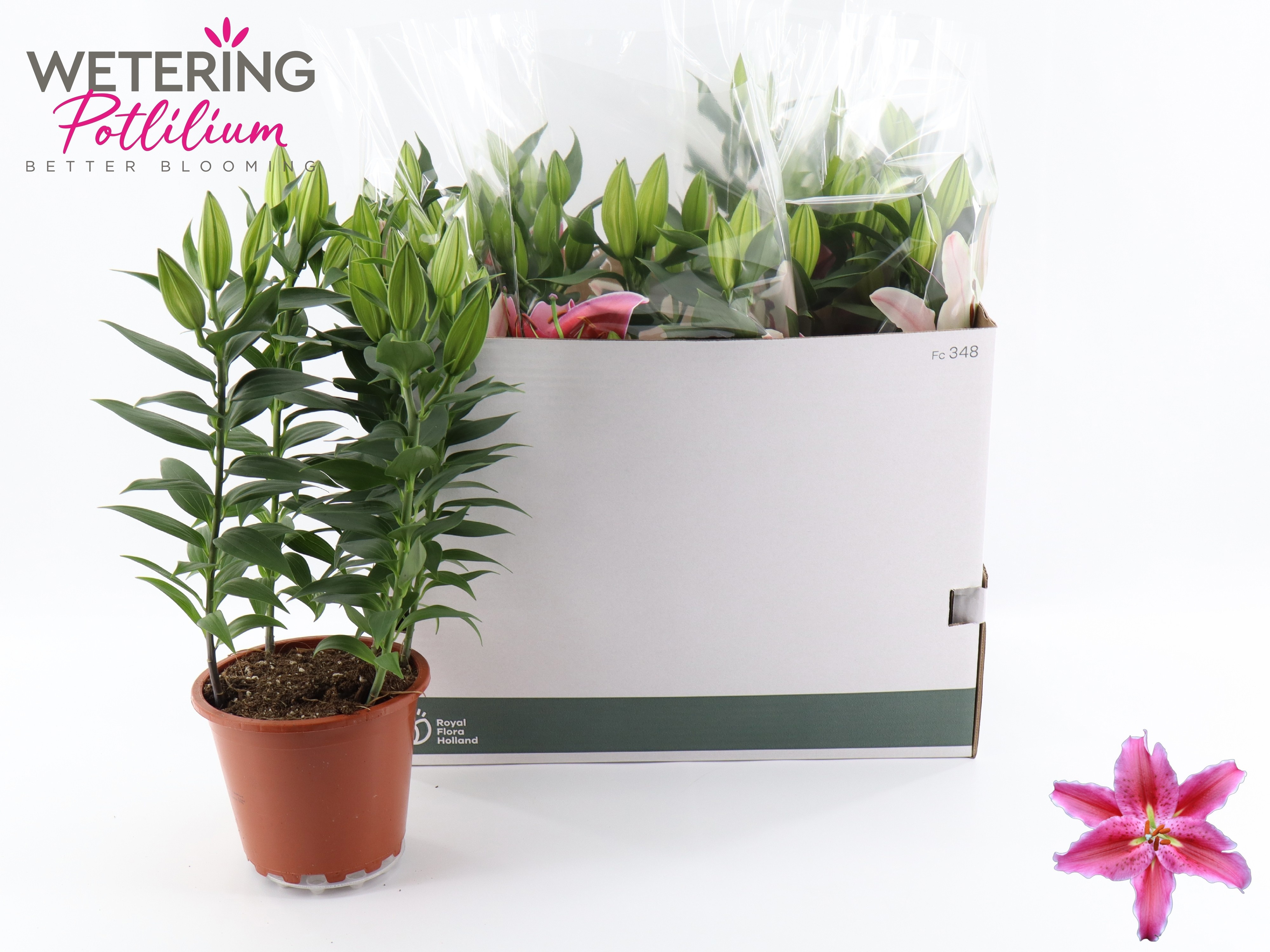 Горшечные цветы и растения оптом Lil Or Sun Martiniqu от 5шт из Голландии с доставкой по России