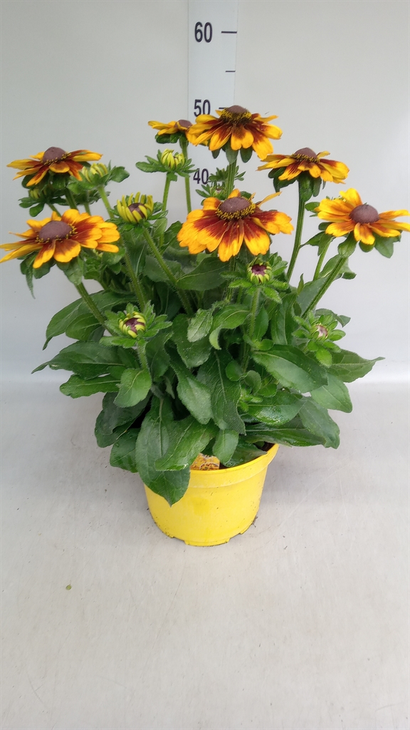 Горшечные цветы и растения оптом Rudbeckia   ... от 1шт из Голландии с доставкой по России