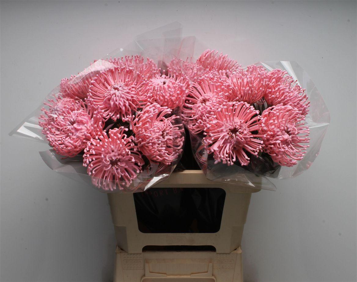 Срезанные цветы оптом Nutans wax soft pink от 20шт из Голландии с доставкой по России