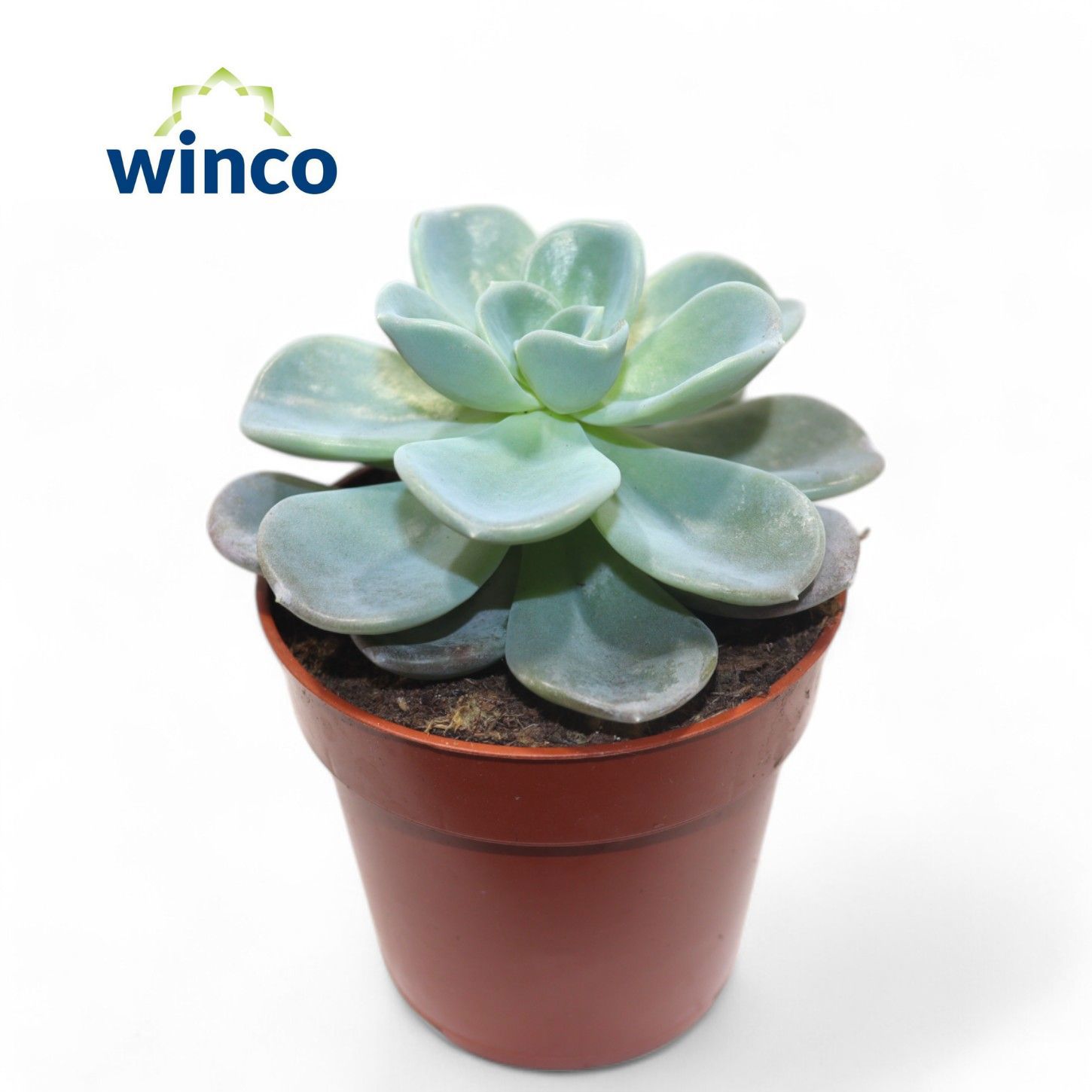 Горшечные цветы и растения оптом Echeveria Orpet от 18шт (для телеги) из Голландии с доставкой по России