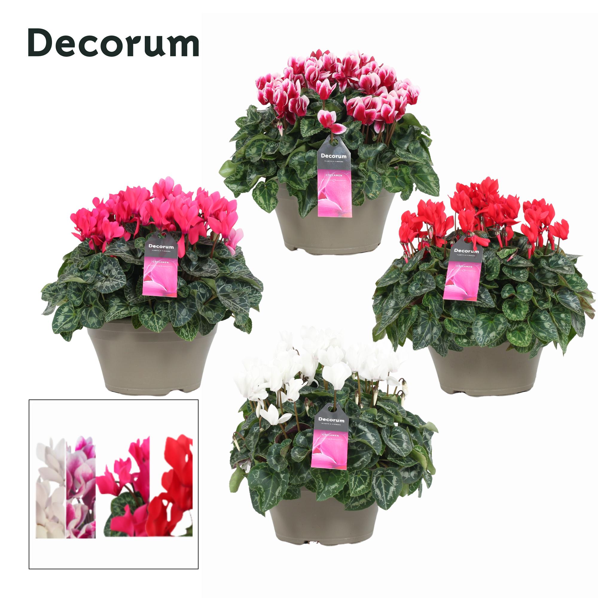 Горшечные цветы и растения оптом Cyclamen Lovely Moments Mix Bowl Ariel (decorum) от 1шт (для телеги) из Голландии с доставкой по России